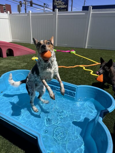Canine Fitness & Fun Center - Denver, CO