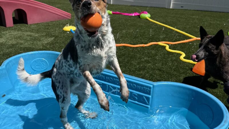 Canine Fitness & Fun Center - Denver, CO