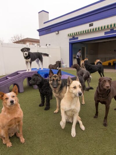 Canine Fitness & Fun Center - Denver, CO