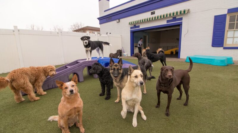 Canine Fitness & Fun Center - Denver, CO
