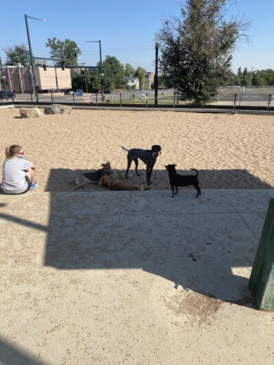 Carla Madison Dog Park - Denver, CO