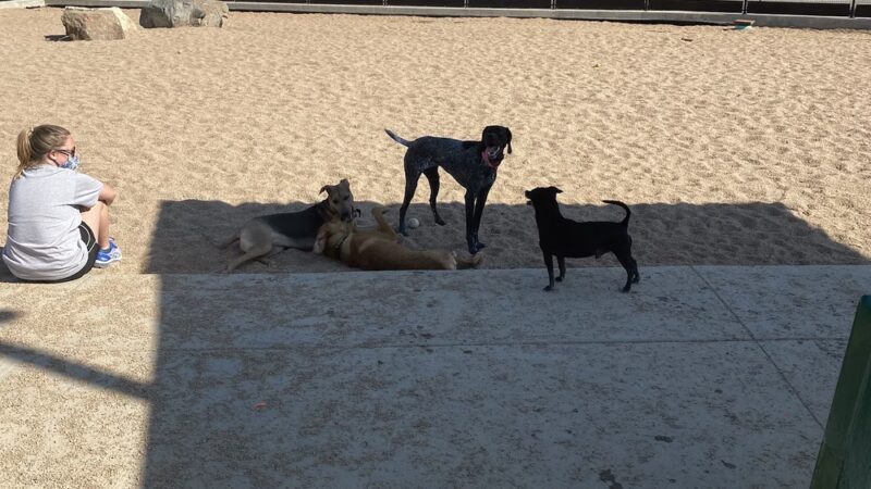 Carla Madison Dog Park - Denver, CO