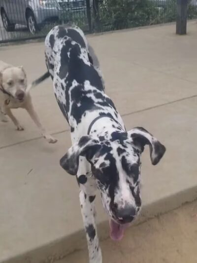 Carla Madison Dog Park - Denver, CO