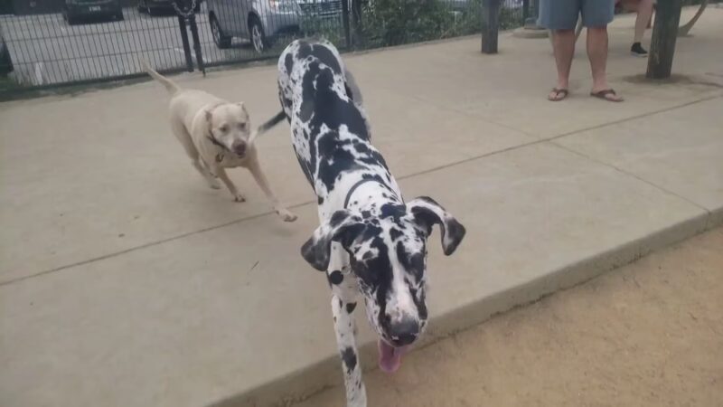Carla Madison Dog Park - Denver, CO