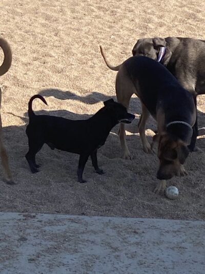 Carla Madison Dog Park - Denver, CO
