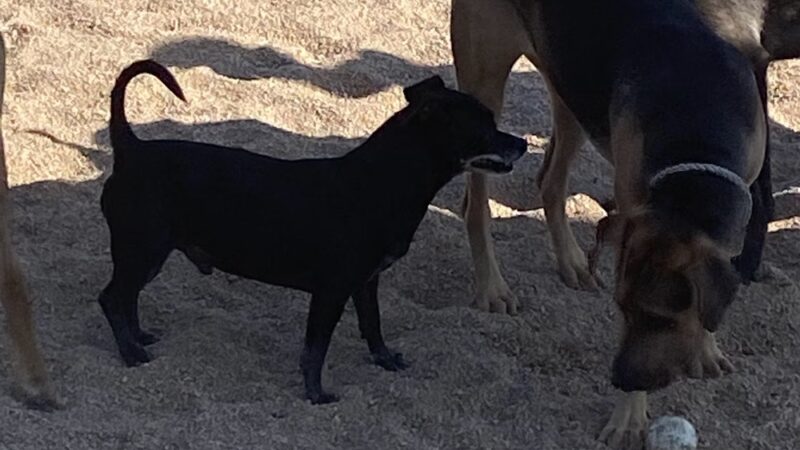 Carla Madison Dog Park - Denver, CO