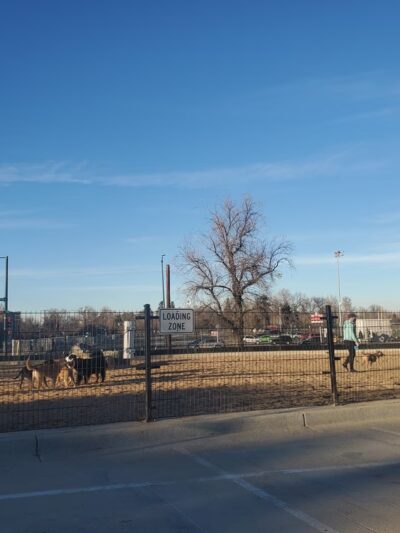 Carla Madison Dog Park - Denver, CO