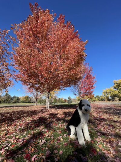 City of Brest Park - Denver, CO