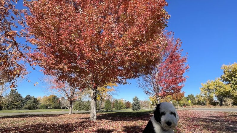 City of Brest Park - Denver, CO