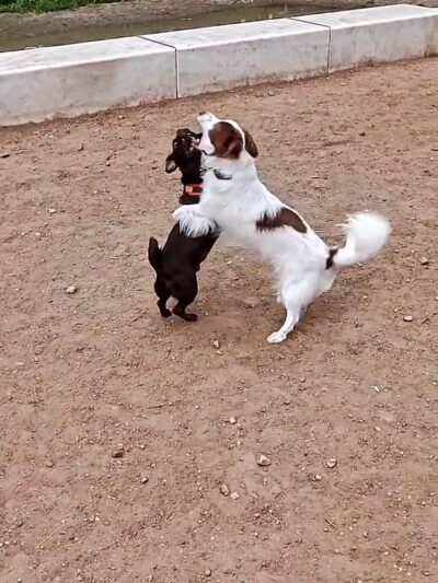 Dog off leash area - Denver, CO