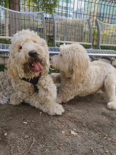 Dog off leash area - Denver, CO