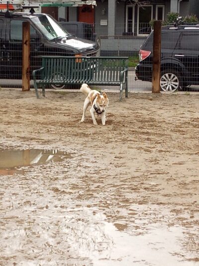 Dog Park - Denver, CO