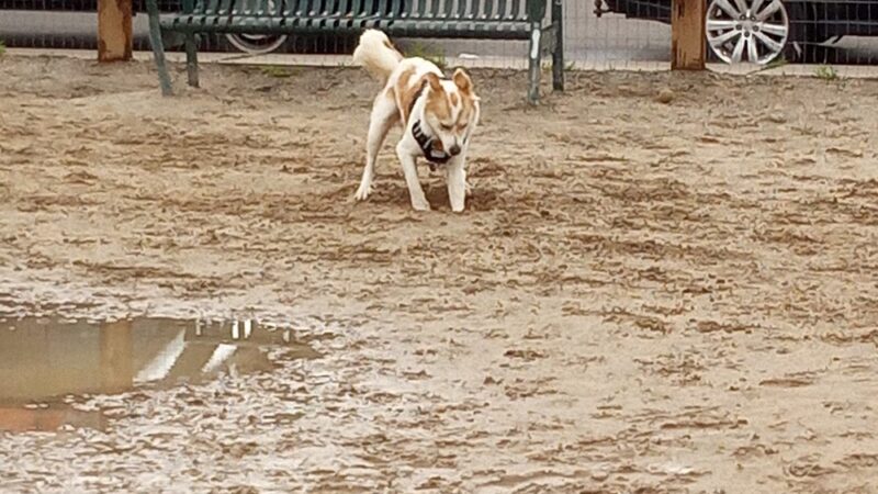 Dog Park - Denver, CO