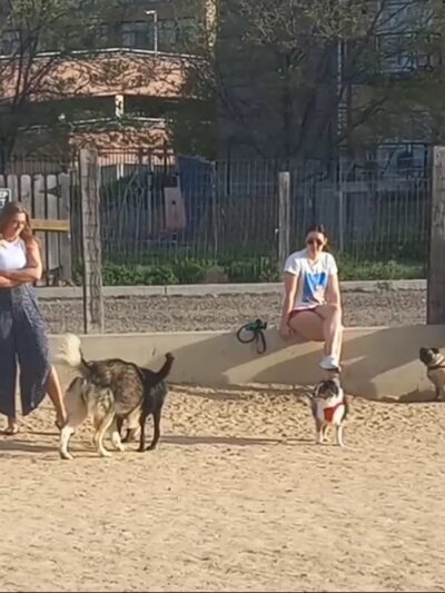 Dog Park - Denver, CO