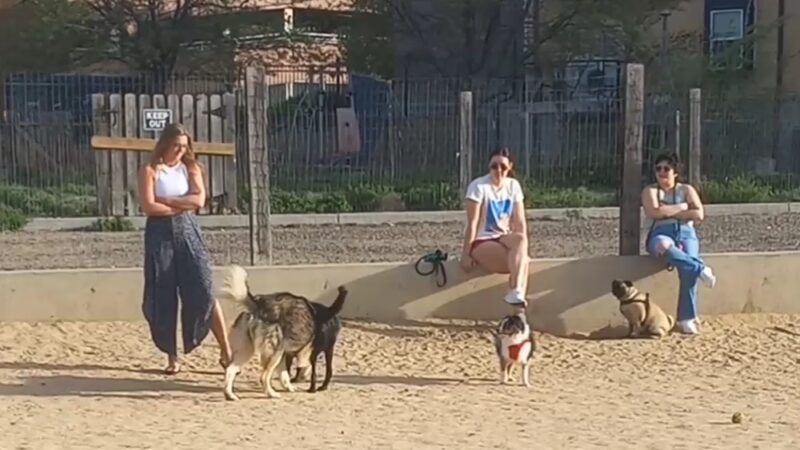Dog Park - Denver, CO