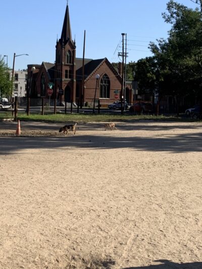 Dog Park - Denver, CO