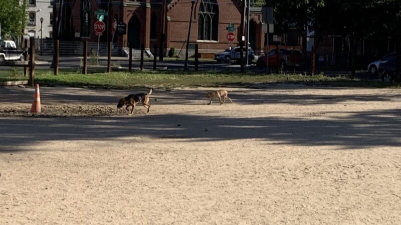 Dog Park - Denver, CO