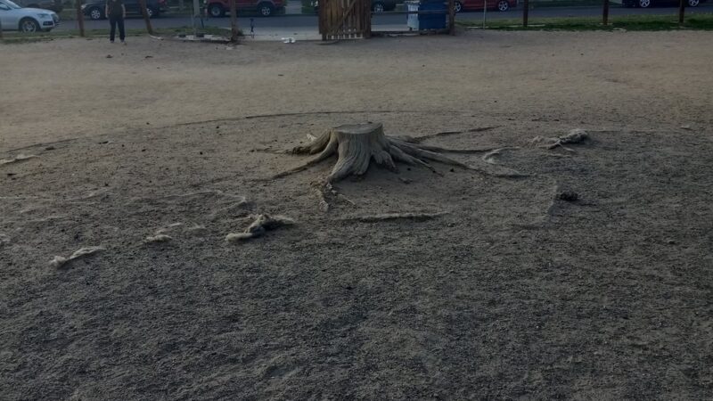 Dog Park - Denver, CO