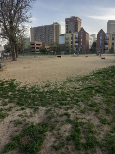 Dog Park - Denver, CO