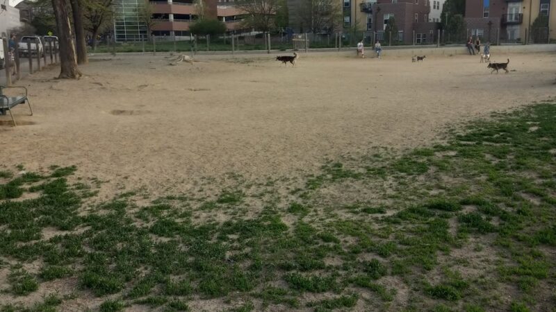 Dog Park - Denver, CO