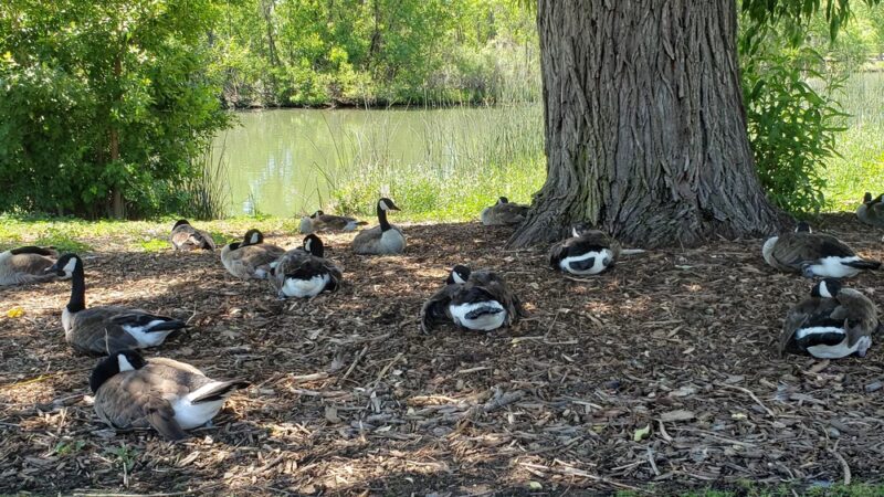 Garfield Lake Park - Denver, CO