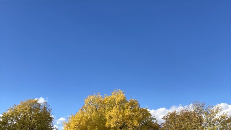 Hallack Park - Denver, CO