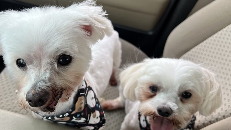 Jesus Walks Dogs - Denver, CO