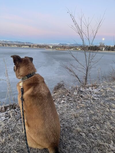 Jesus Walks Dogs - Denver, CO