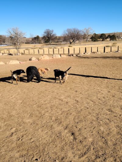 Kennedy Dog Park - Denver, CO