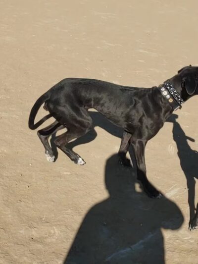 Kennedy Dog Park - Denver, CO