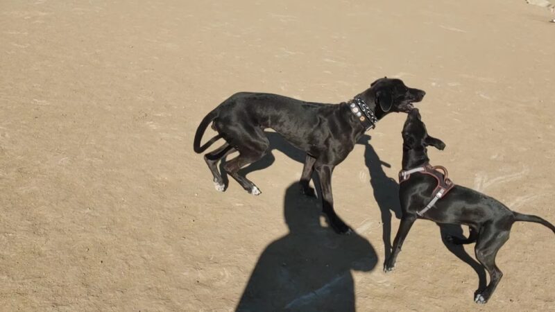 Kennedy Dog Park - Denver, CO