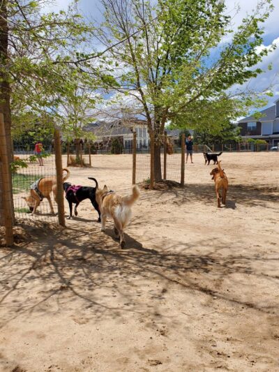 Kennedy Dog Park - Denver, CO
