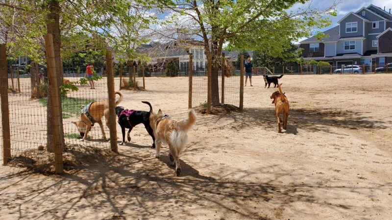 Kennedy Dog Park - Denver, CO