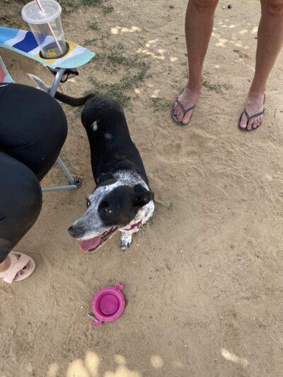 Kennedy Dog Park - Denver, CO