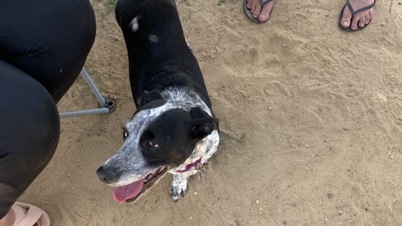 Kennedy Dog Park - Denver, CO