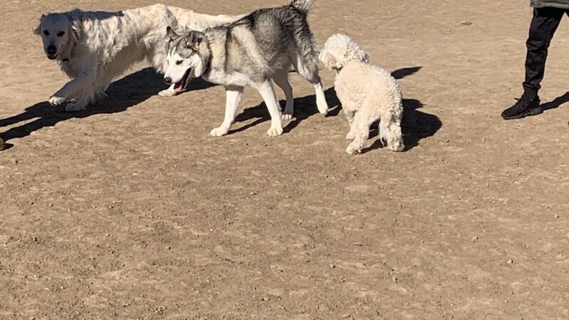Kennedy Dog Park - Denver, CO