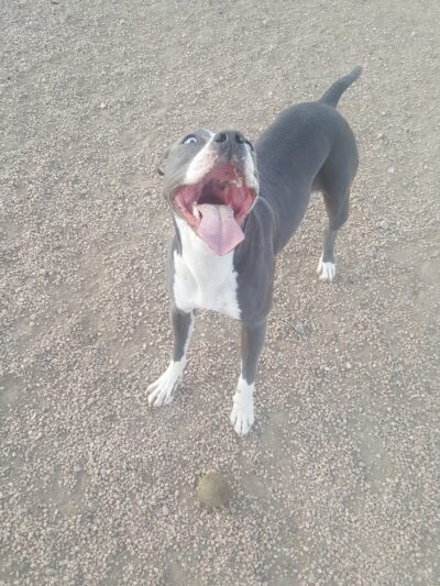Midtown Dog Park - Denver, CO