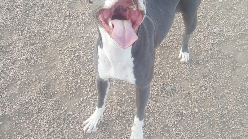 Midtown Dog Park - Denver, CO