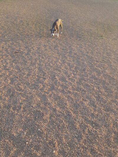 Midtown Dog Park - Denver, CO