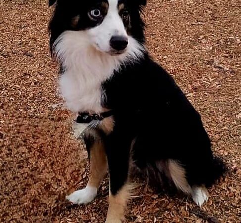 Mint Urban Dog Park - Denver, CO