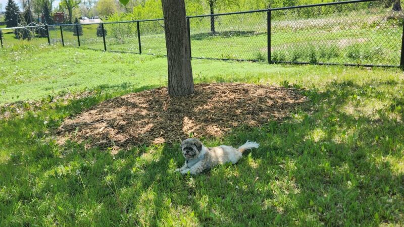 Paco Sanchez Dog Park - Denver, CO