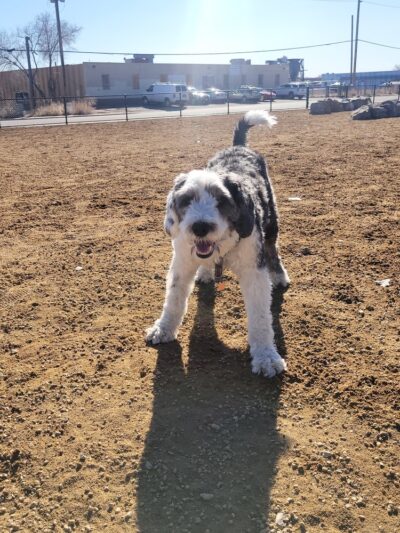 Ruby Hill Dog Park - Denver, CO