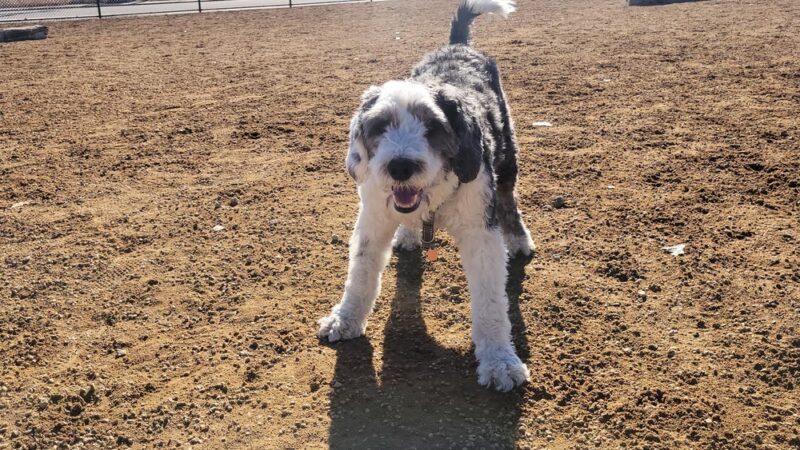 Ruby Hill Dog Park - Denver, CO