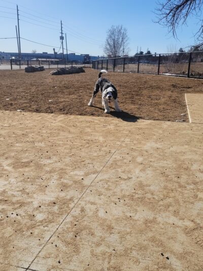 Ruby Hill Dog Park - Denver, CO