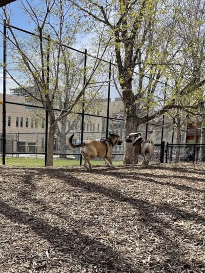 Sonny Lawson Park - Dog Park - Denver, CO