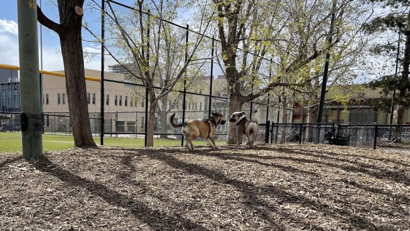 Sonny Lawson Park - Dog Park - Denver, CO