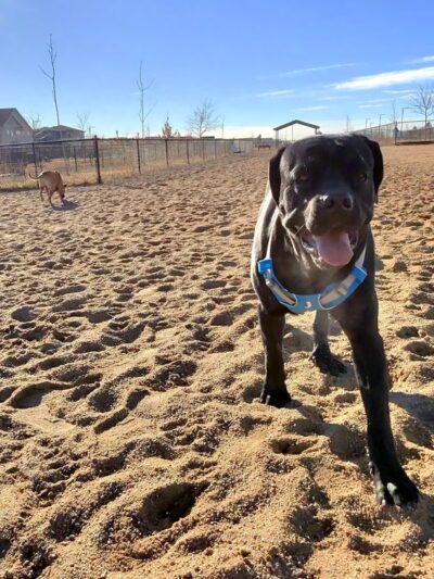 Willow Bark Park - Dog Park - Denver, CO