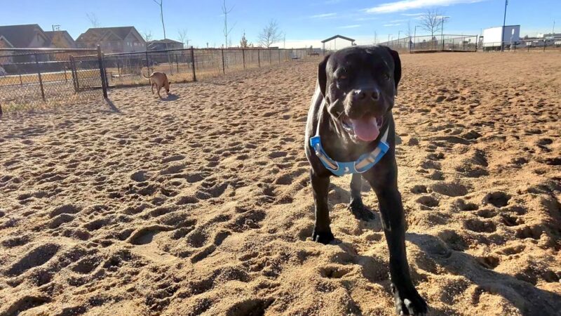 Willow Bark Park - Dog Park - Denver, CO