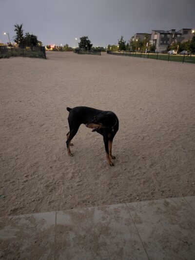 Willow Bark Park - Dog Park - Denver, CO