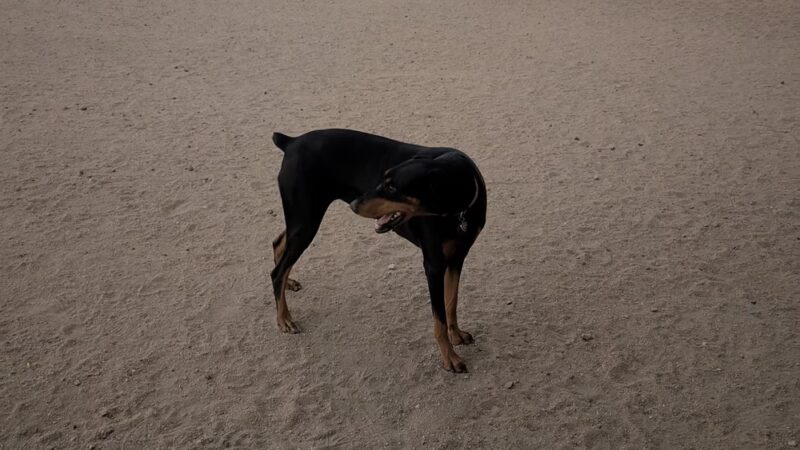 Willow Bark Park - Dog Park - Denver, CO